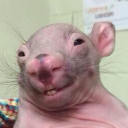 avatar 𝕭𝖀𝕾𝕿𝕰𝕯