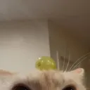 nya0