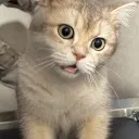 destiny_paws