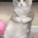 avatar 『✧PETRICHOR ✤ 🌠』