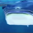 avatar The Guebo Wanderer