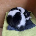 stevenmeow