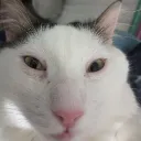 tugito