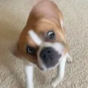 cosmicpug