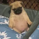 pug_gg