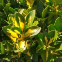.degumbertogreendeg.