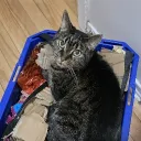 ciliasims