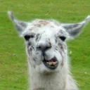 llamasquishy