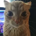 binni3_