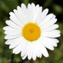 Аватар yxk_romakam