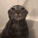 avatar MechanicalBoom