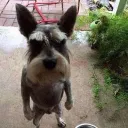 ioneldepevitanja avatar