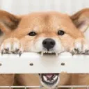 kamokkamo