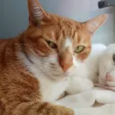 trukzzinho