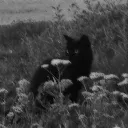 nekojae