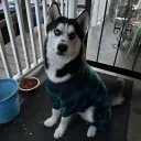 csurevey