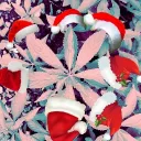 ganzaa
