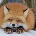 blinkfox_