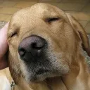micorazonsecaeapedazos