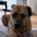 big_dawg4350