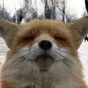 scrappyfink