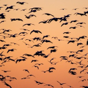 avatar flock of birds