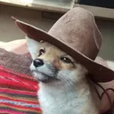 tonokked