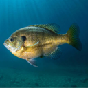 avatar Bluegill