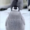 mrpenguini