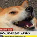 doges_dog avatar