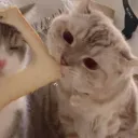 smeliemy