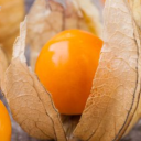 Physalis