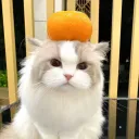pikro_fox
