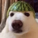 dosaan