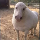 sindikatov
