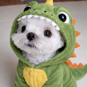 avatar yung saint ankelo