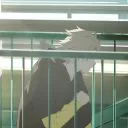 zozo_oreki