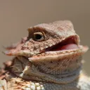 lizhorn