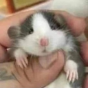 avatar tun ngộ khôm