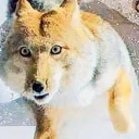 avatar tun ngộ khôm