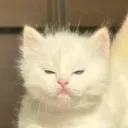 theblueowl
