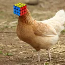 chicken_hunt