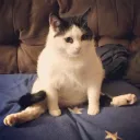 katyaom
