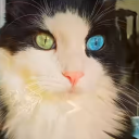 avatar SxynnR