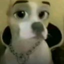 avatar Dog sitting gay