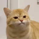 streamypanini