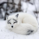 avatar * 🧊 Renard Frigorifié.