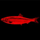 redherring32