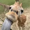 koolgiraffe