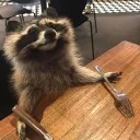 hokeypokeyraccoon